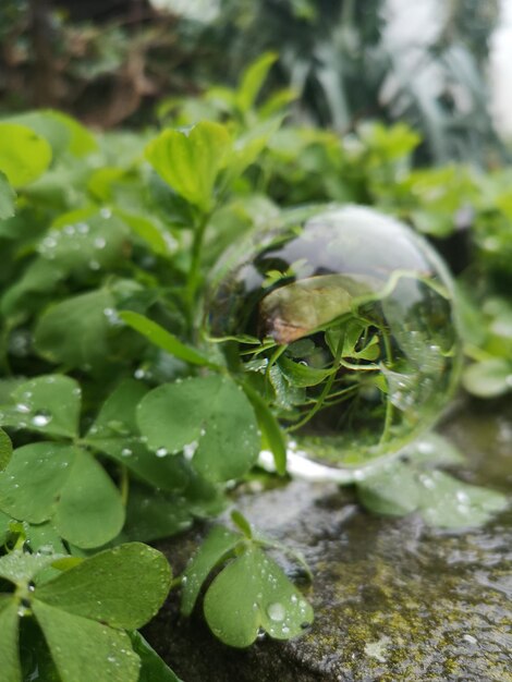 Close-up of a turtle in a water