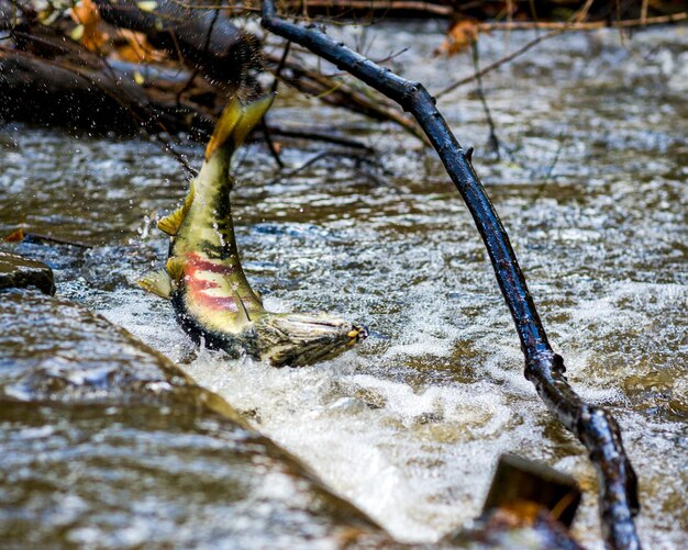 Foto prossimo piano di una tartaruga in acqua