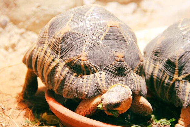 Photo close-up of turtle