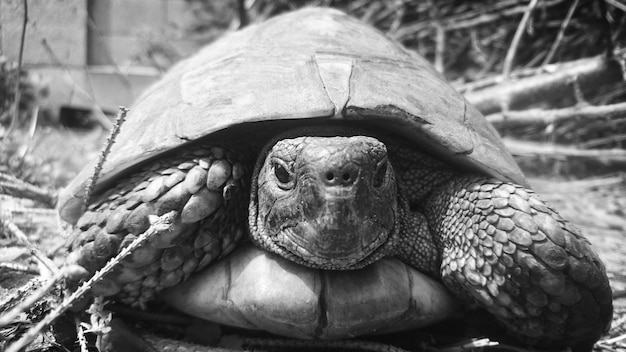 Photo close-up of turtle