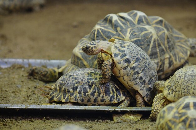 Photo close-up of a turtle