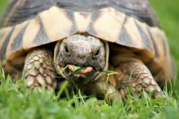 Photo close-up of a turtle