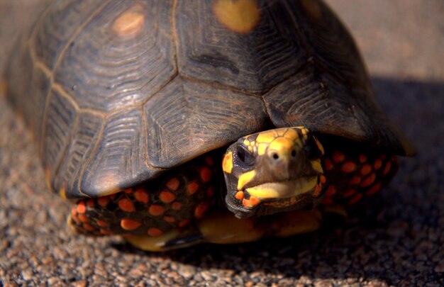 Close-up of a turtle