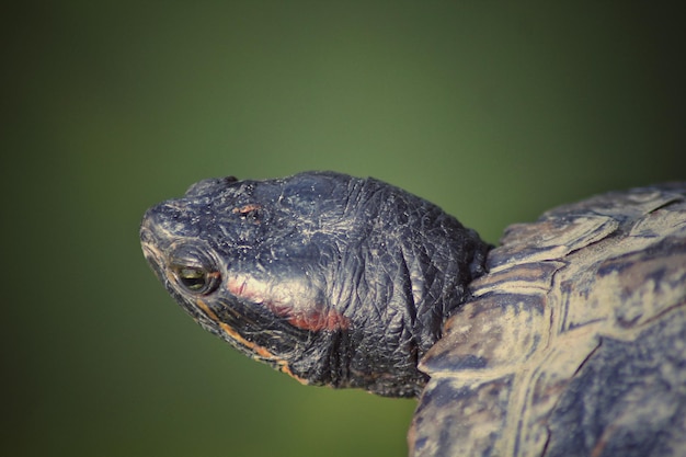 Photo close-up of turtle