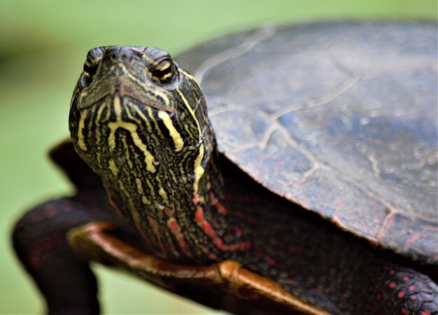 Close-up of a turtle