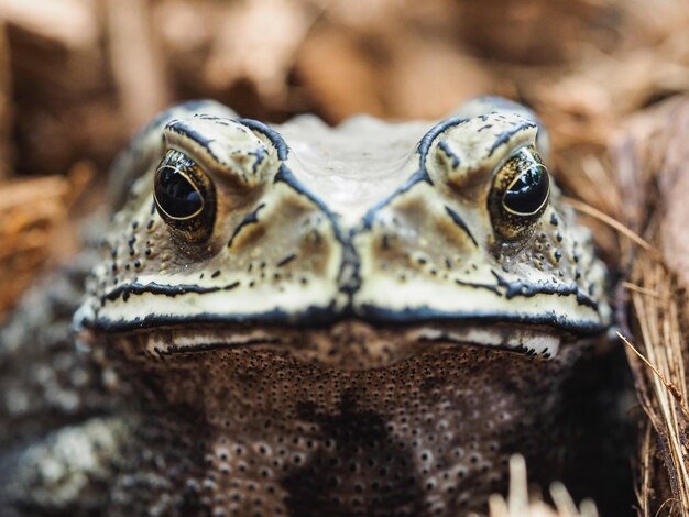 Photo close-up of a turtle