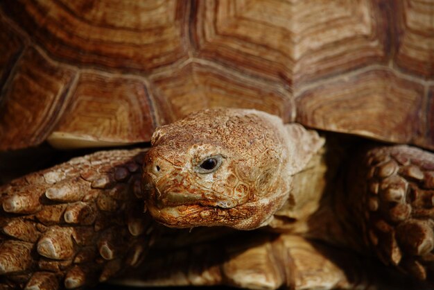 Photo close-up of a turtle