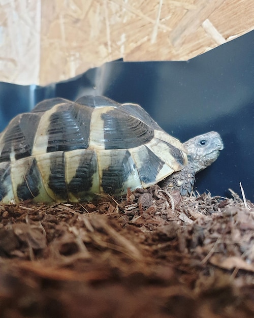 Photo close-up of a turtle