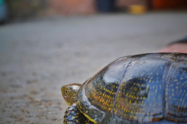 Photo close-up of a turtle