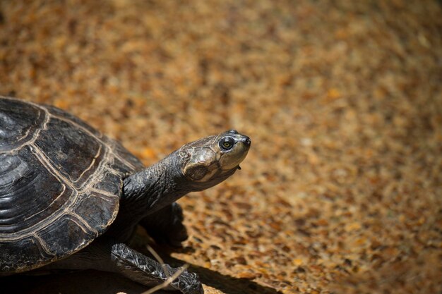 Photo close-up of a turtle