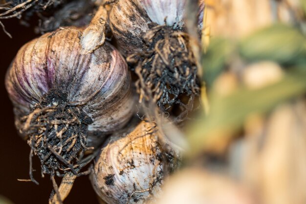 Photo close-up of turtle