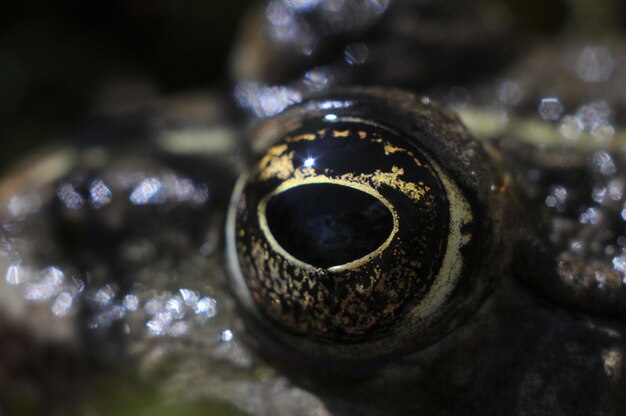 Photo close-up of a turtle