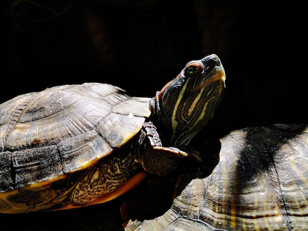 Photo close-up of turtle