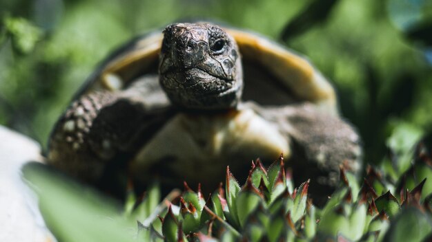 Photo close-up of a turtle