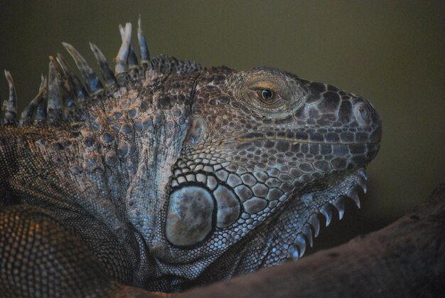 Photo close-up of a turtle