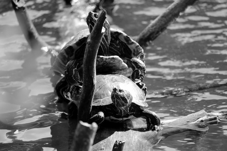 Photo close-up of turtles mating in lake