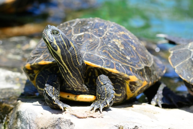 Close-up of turtles on rock