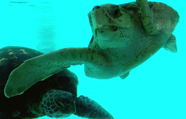 Close-up of turtles swimming undersea