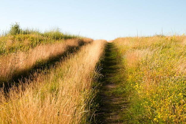 Close-up tweespoorse landweg in een bloeiende grasrijke weide tegen een blauwe hemel,