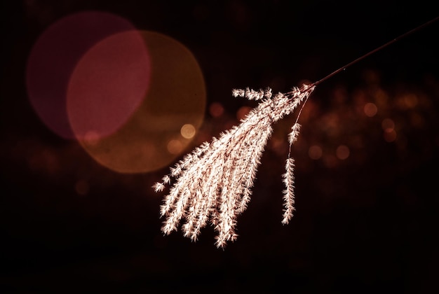 Photo close-up of twig against illuminated light