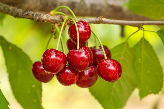 Close up of a twig with fresh juicy cherries. Shallow depth of focus. Concept farming.