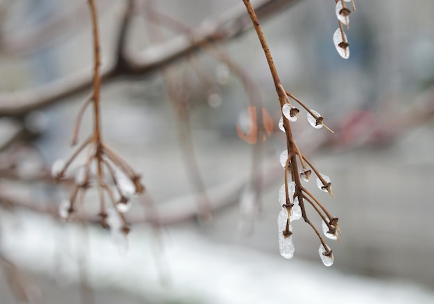 Photo close-up of twigs on branch