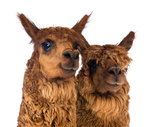 Close-up of Two Alpacas looking away and smiling