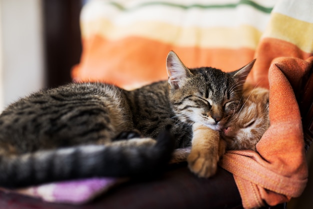 Close up of two beautiful cats sleeping on the armchair.