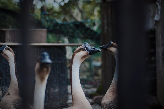 ぼんやりした背景に2匹の鳥のクローズアップ