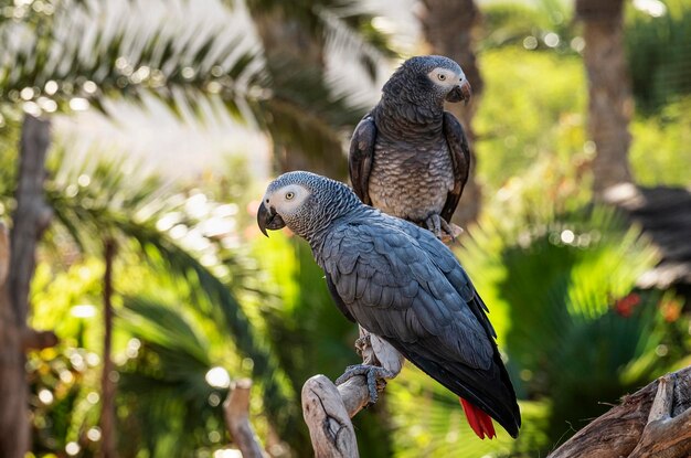 Close-up of two birds perching on branch