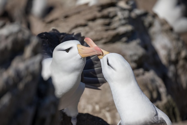 Foto close-up di due uccelli