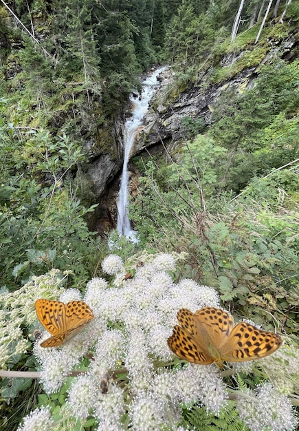 オーストリアの滝の近くの花に2匹の蝶のクローズアップ