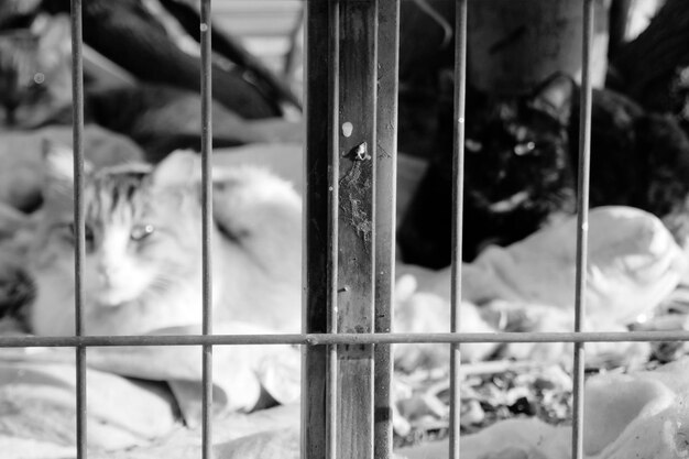 Photo close-up of two cats in cage