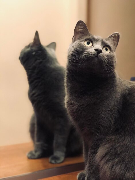 Close-up of two cats