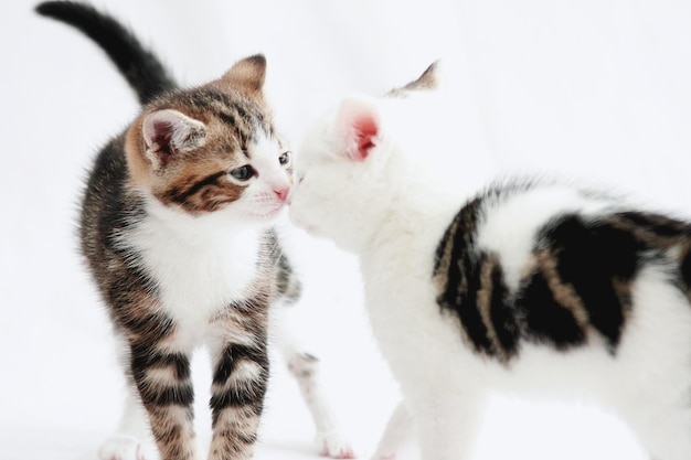 Close-up of two cats