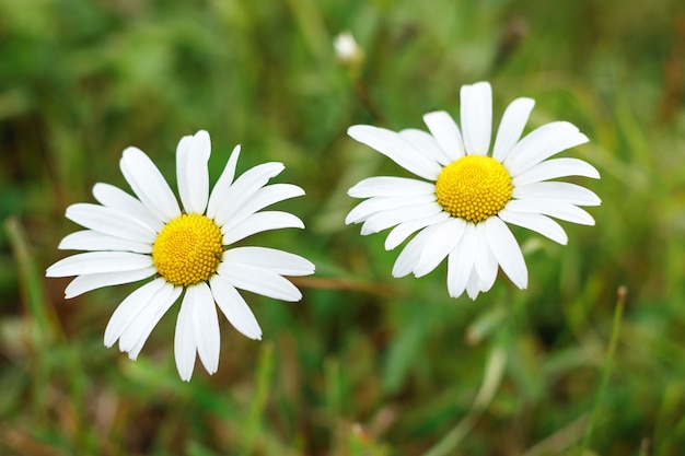 2つのカモミールの花のクローズアップ