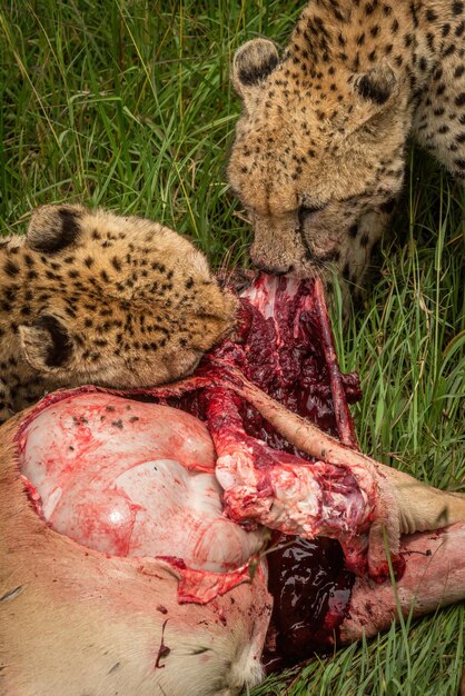 Photo close-up of two cheetahs gnawing on hartebeest