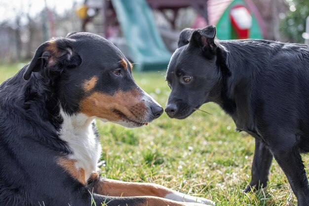 Foto close-up di due cani sul campo