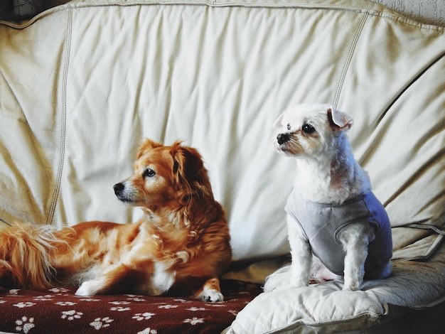 Photo close-up of two dogs relaxing on bed