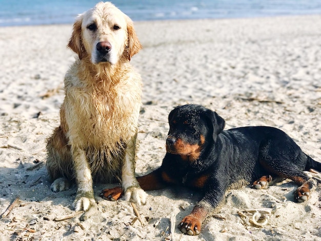 Foto close-up di due cani sulla sabbia