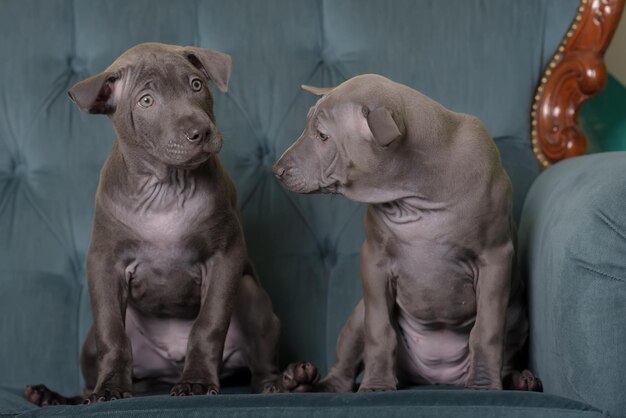 Photo close-up of two dogs