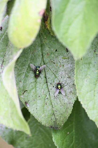 Photo close-up of two flies on leaf