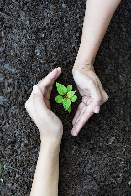 Foto chiuda in su due mani che tengono suolo nero. earth day e hands team work proteggendo l'albero che cresce per il rosso