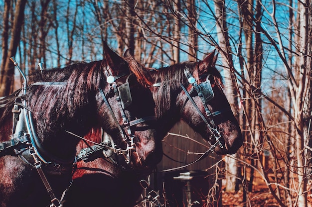 Photo close-up of two horses against bare trees