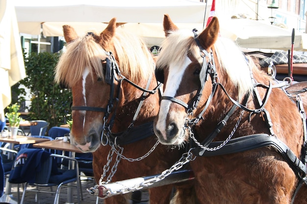 Photo close-up of two horses