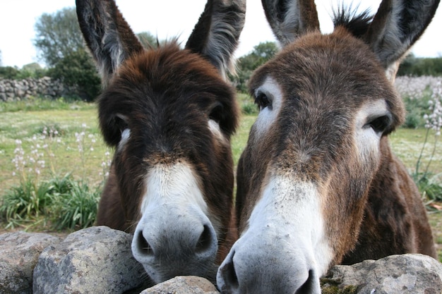 Photo close-up of two horses