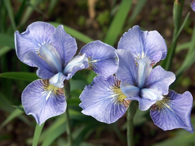 牧草地の2つのアイリスの花のクローズアップ