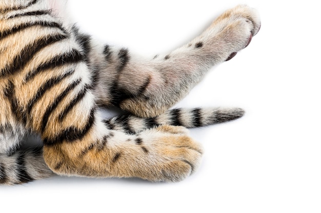 Close up of, Two months old tiger cub against white background