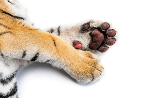 Foto primo piano di un cucciolo di tigre di due mesi sdraiato su sfondo bianco