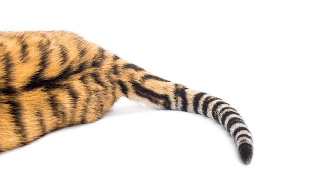 Close up of two months old tiger cubs tail lying against white background